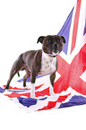 Staffordshire Bullterrier