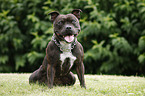 sitting Staffordshire Bullterrier