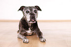 lying Staffordshire Bullterrier