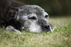 lying Staffordshire Bullterrier