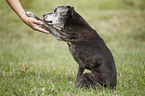 Staffordshire Bullterrier gives paw