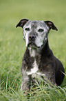 Staffordshire Bullterrier Portrait