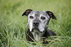 Staffordshire Bullterrier Portrait