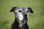 Staffordshire Bullterrier Portrait