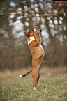 Staffordshire Bullterrier shows trick