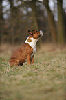 sitting Staffordshire Bullterrier