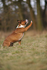 Staffordshire Bullterrier shows trick