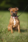 sitting Staffordshire Bullterrier puppy