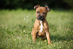 sitting Staffordshire Bullterrier puppy