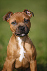 Staffordshire Bullterrier Portrait