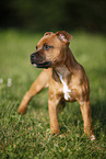 Staffordshire Bullterrier Puppy