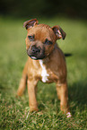 Staffordshire Bullterrier Puppy