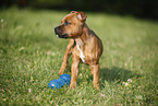 playing Staffordshire Bullterrier Puppy