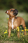 Staffordshire Bullterrier Puppy