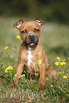 sitting Staffordshire Bullterrier puppy