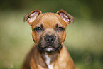 Staffordshire Bullterrier Portrait