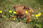 lying Staffordshire Bullterrier Puppy
