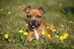 lying Staffordshire Bullterrier Puppy