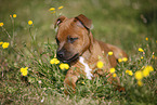 lying Staffordshire Bullterrier Puppy