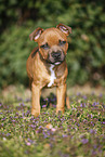 Staffordshire Bullterrier Puppy