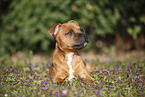 lying Staffordshire Bullterrier Puppy