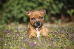 lying Staffordshire Bullterrier Puppy