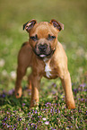 Staffordshire Bullterrier Puppy