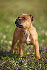 Staffordshire Bullterrier Puppy