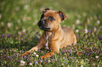 lying Staffordshire Bullterrier Puppy