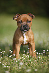 sitting Staffordshire Bullterrier puppy