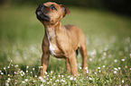 Staffordshire Bullterrier Puppy