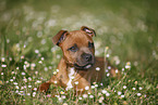 lying Staffordshire Bullterrier Puppy