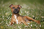 lying Staffordshire Bullterrier Puppy