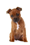 sitting Staffordshire Bullterrier puppy