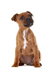 sitting Staffordshire Bullterrier puppy