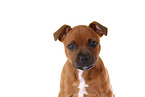 Staffordshire Bullterrier Portrait