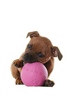 playing Staffordshire Bullterrier Puppy