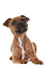 lying Staffordshire Bullterrier Puppy