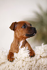 lying Staffordshire Bullterrier Puppy