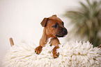 lying Staffordshire Bullterrier Puppy