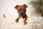 lying Staffordshire Bullterrier Puppy