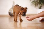 Staffordshire Bullterrier Puppy