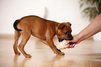 playing Staffordshire Bullterrier Puppy