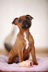 playing Staffordshire Bullterrier Puppy