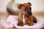lying Staffordshire Bullterrier Puppy