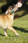 Staffordshire Bull Terrier