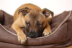 lying Staffordshire Bullterrier