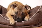 lying Staffordshire Bullterrier