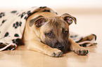 lying Staffordshire Bullterrier