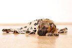 lying Staffordshire Bullterrier